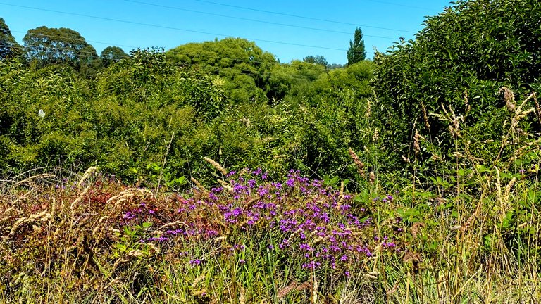 purple flowers.png