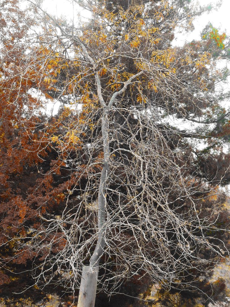 GRAY TREE.png