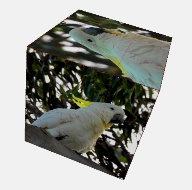 cockys3.png