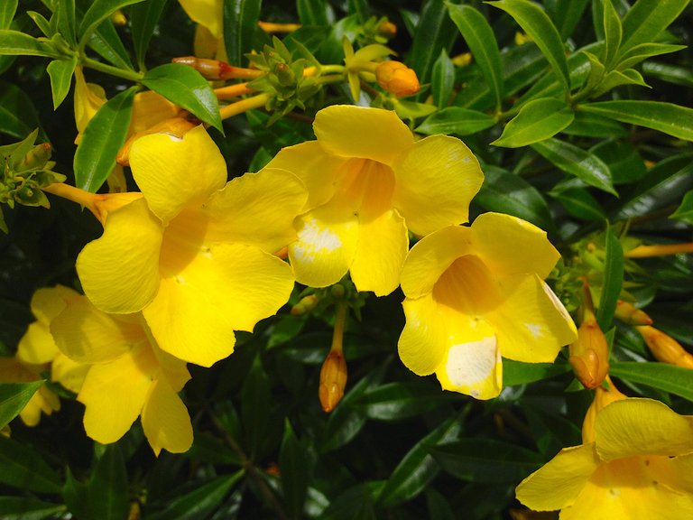 yellow flowers.JPG