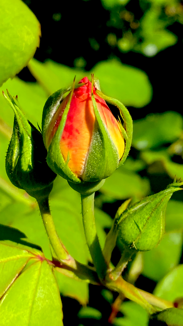 APRICOT ROSE AND BUDS5.png