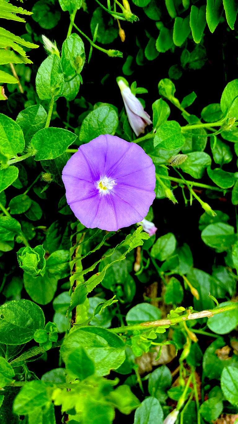 LITTLE PURPLE FLOWERS1.jpg