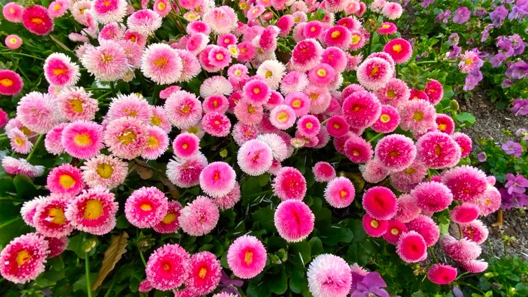 pink flowers2.jpg