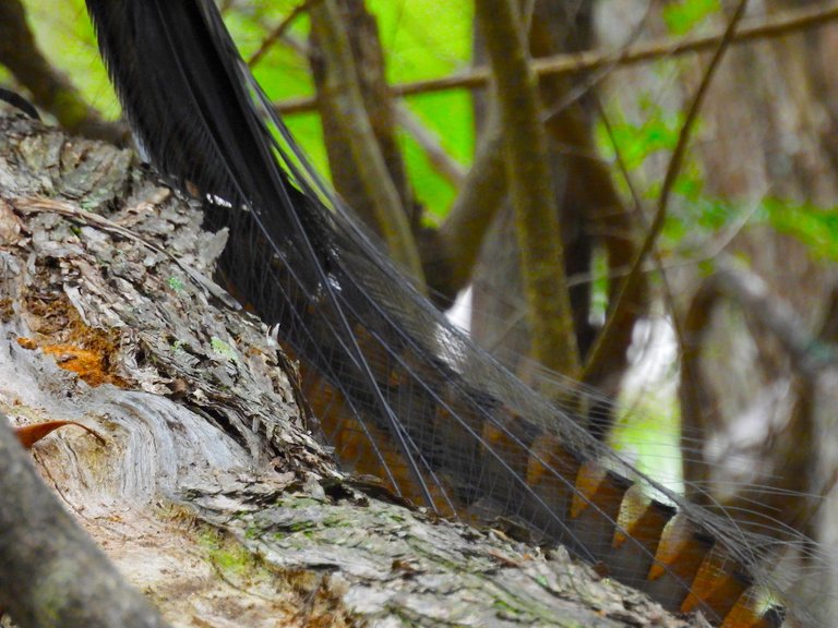 LYRE BIRD 6.JPG