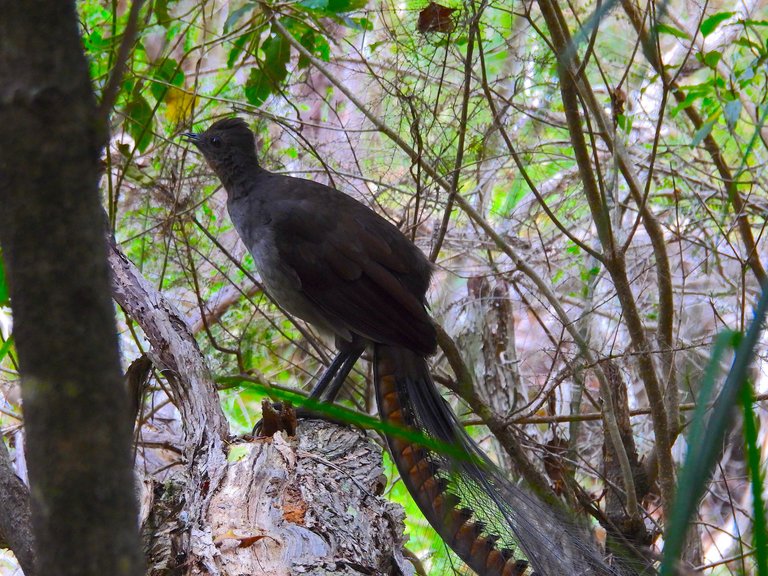 LYRE BIRD 2.JPG