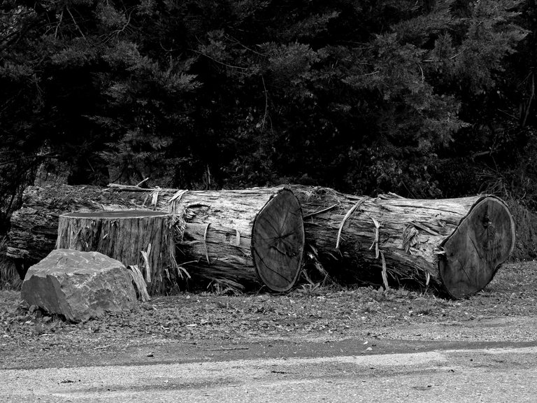 CHOPPED TREE B&W.png