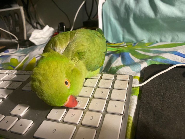 INDY ON KEYBOARD.jpg