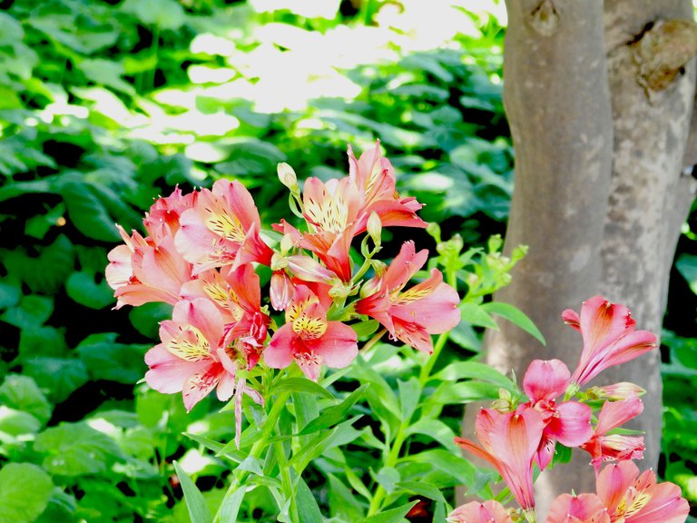 NTD12-PINKY RED FLOWERS.png