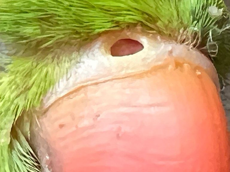 CU NOSTRIL.jpg