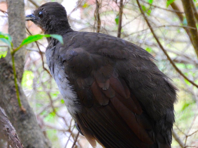 LYRE BIRD 5.JPG