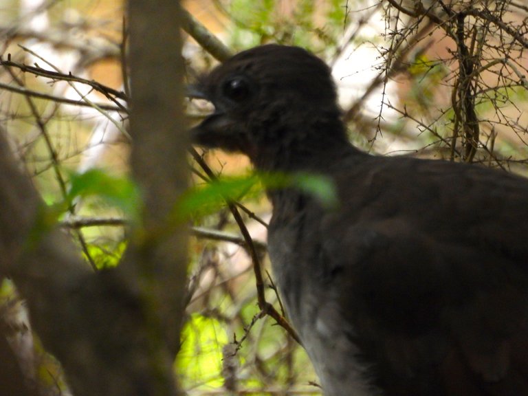 LYRE BIRD 3.JPG