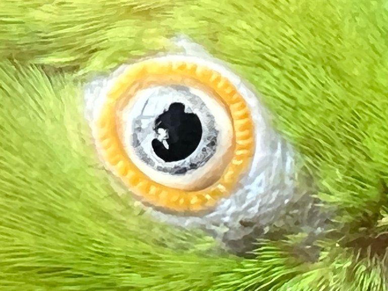 CU EYEjpg.jpg