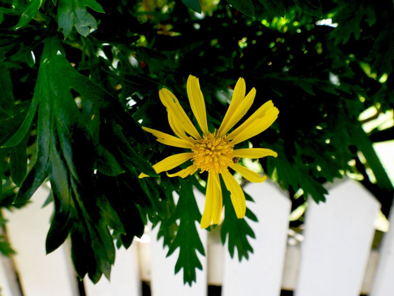 NTD13A-YELLOW FLOWERS.png