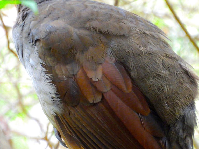 LYRE BIRD 4.JPG