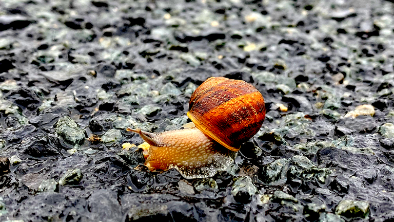 snail2.png