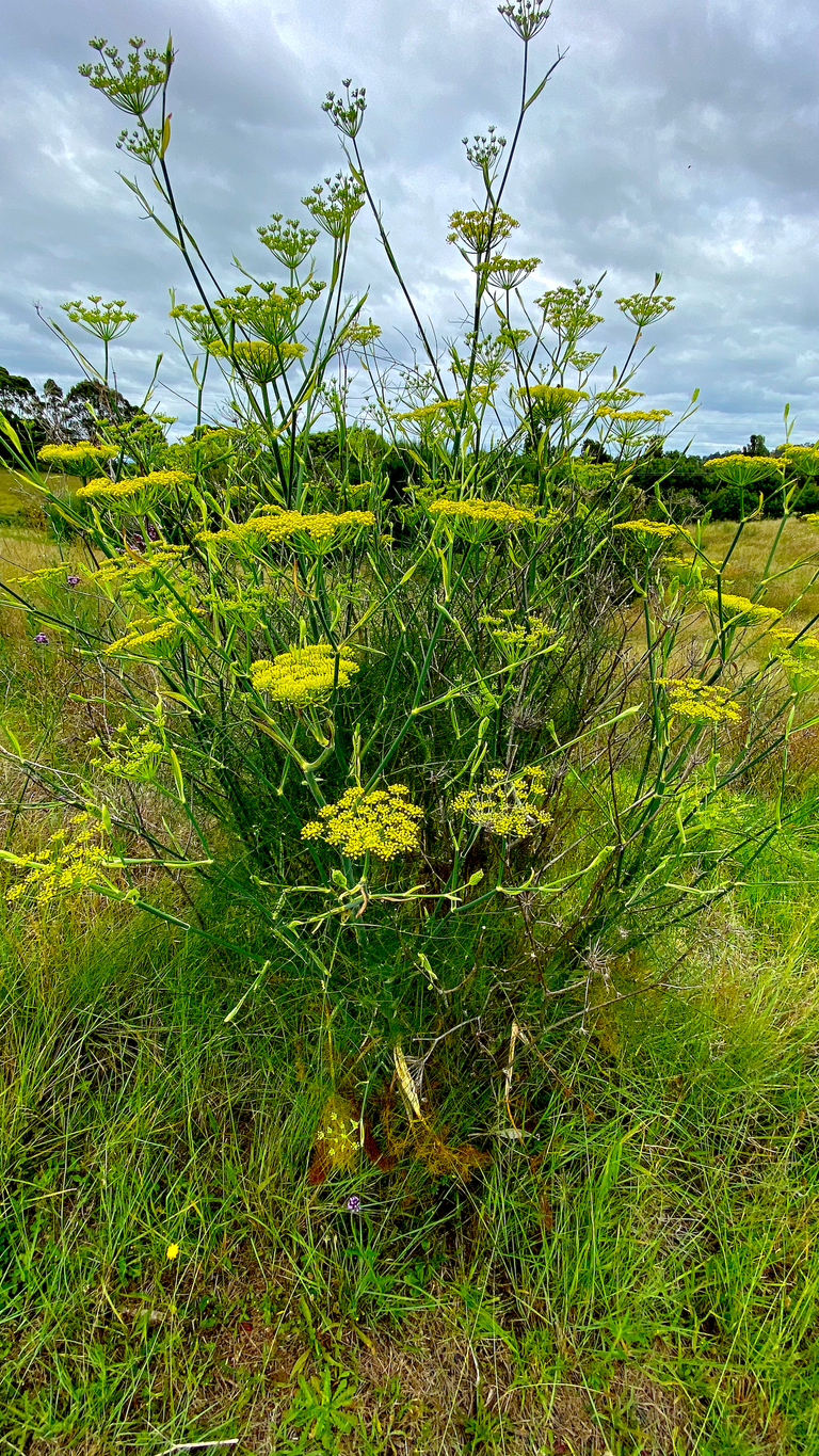 YELLOW FLOWER WEEDS.png