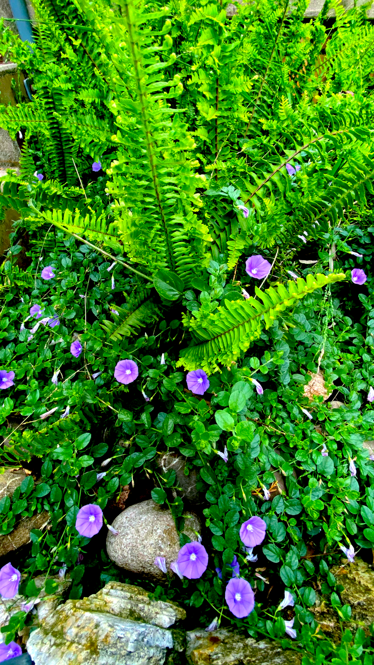 LITTLE PURPLE FLOWERS.png