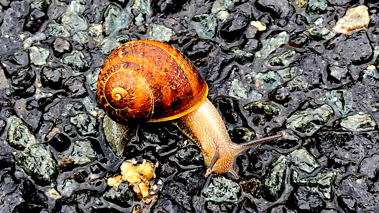 snail1.png