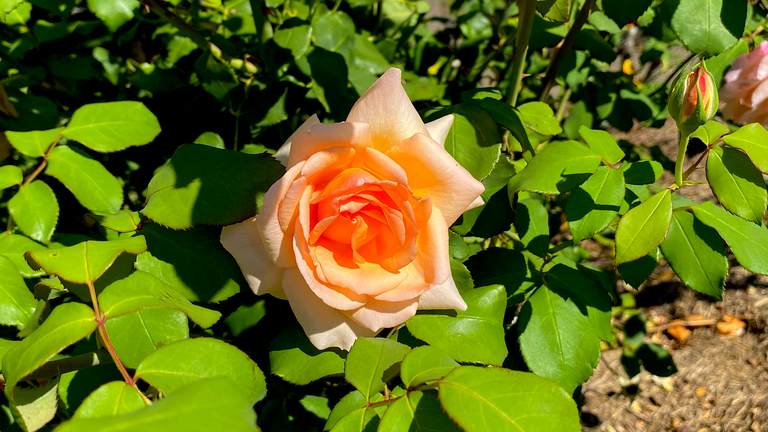 APRICOT ROSE AND BUDS4.png