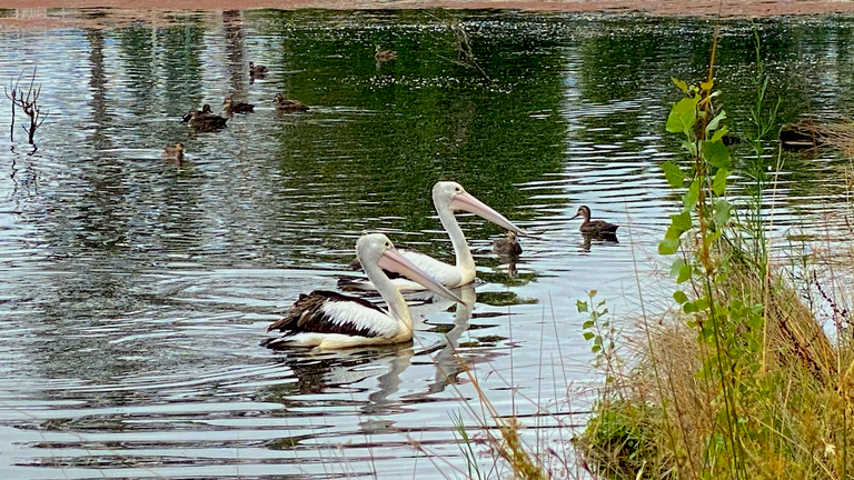 PAIR PELICANS.png