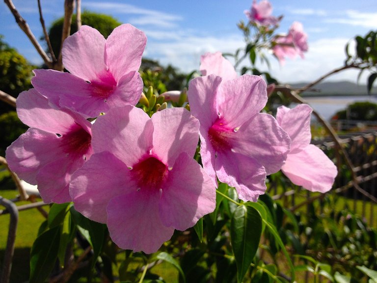 light pink flowers.JPG