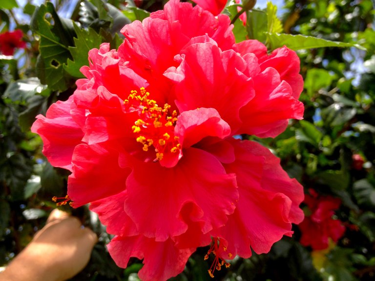 red flowers2.JPG