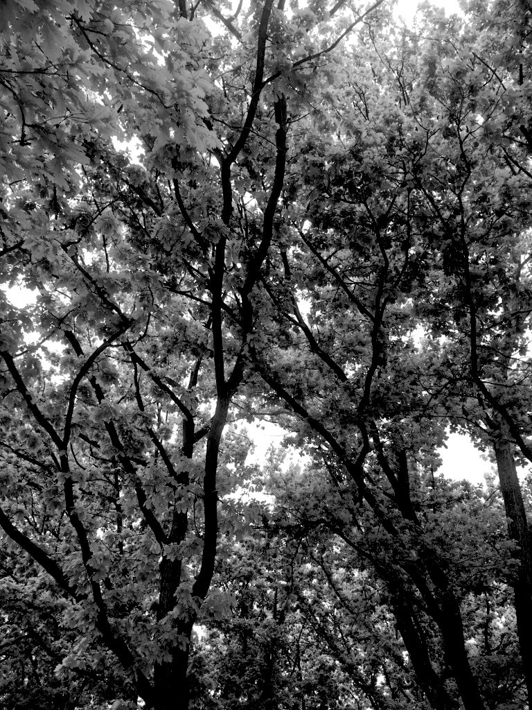 monomad trees.jpg