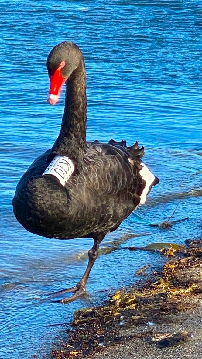 1 LEGGED SWAN.jpg