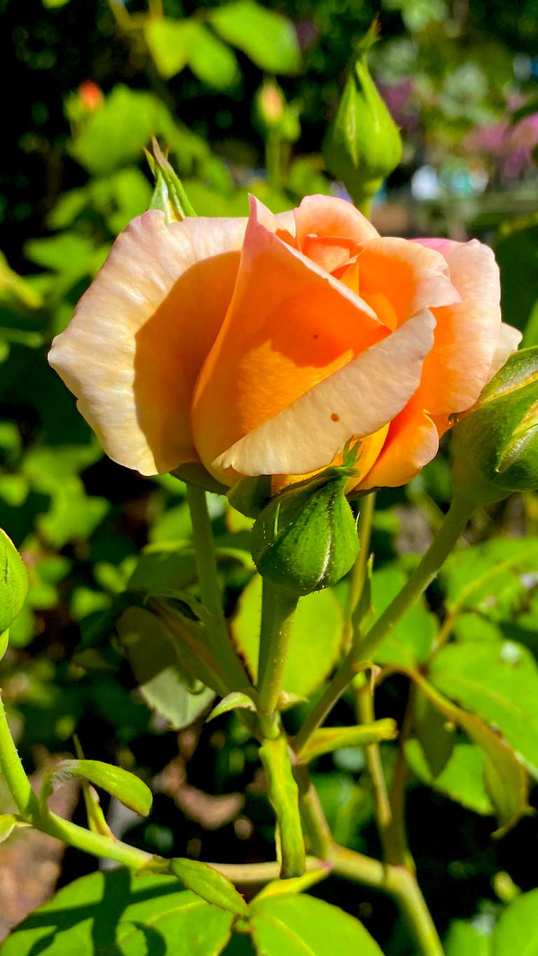 APRICOT ROSE AND BUDS7.png