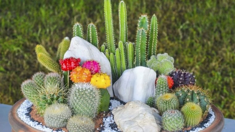 mini´jardines-cactus-bonitos.jpg