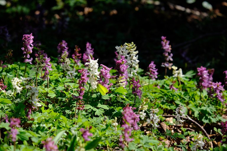 corydalis5018958_1280.jpg