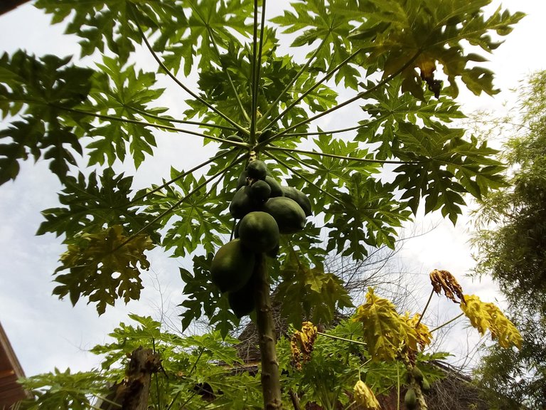 full papaya.jpg