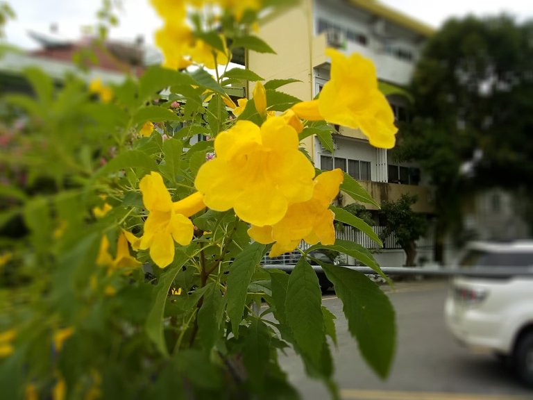 masjid flowers2.jpg