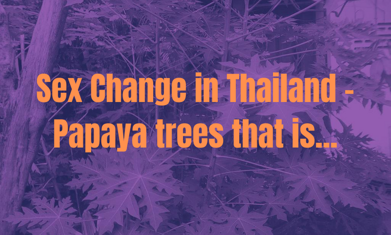 Sex Change in Thailand  Papaya trees that is....png