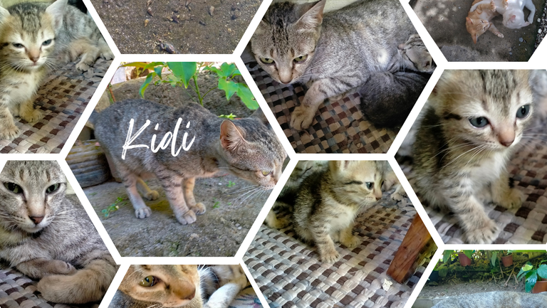 Kidi.png