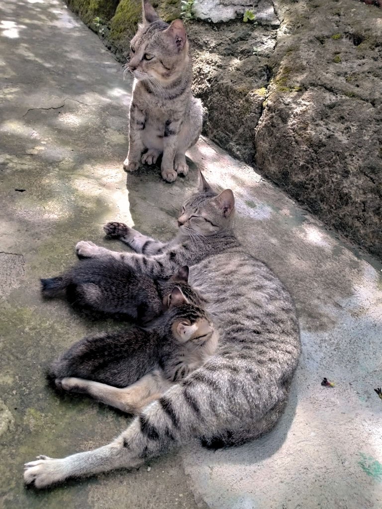 kidi 2.jpg