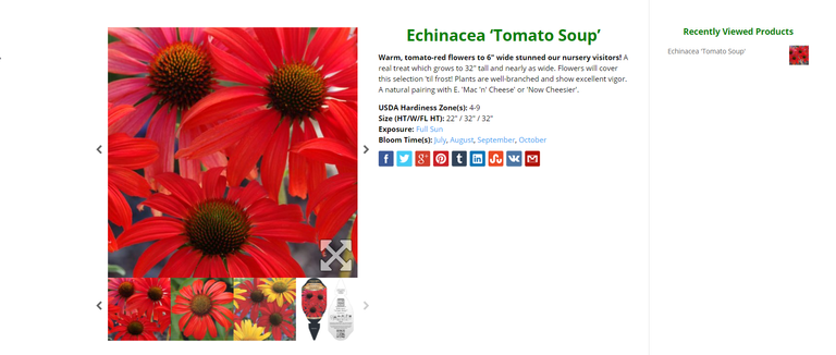 20200517 22_30_32Echinacea ‘Tomato Soup’ _ TERRA NOVA® Nurseries, Inc..png