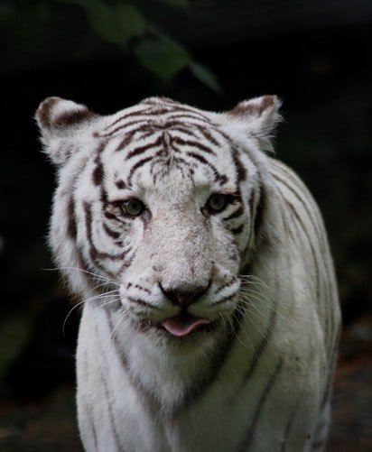 tigre-blanco-de-bengala.jpg