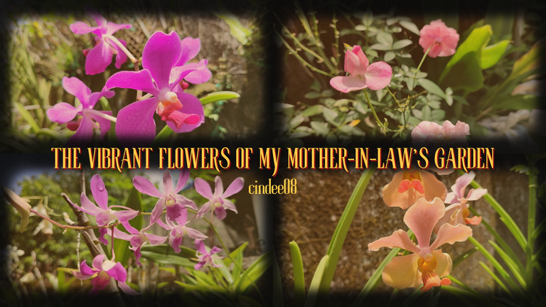 The Vibrant Flowers of My Mother-in-Law's Garden.png