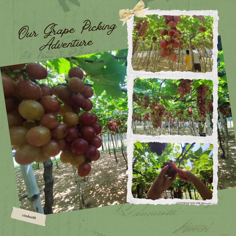 Our Grape Picking Adventure.png