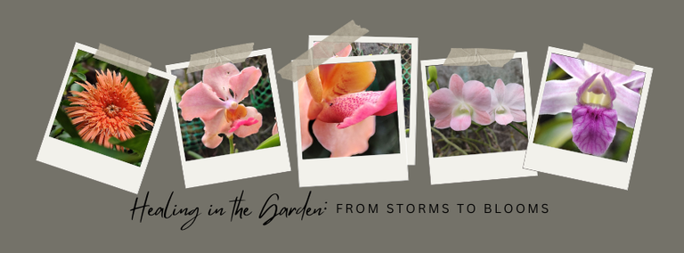 Healing in the Garden From Storms to Blooms.png