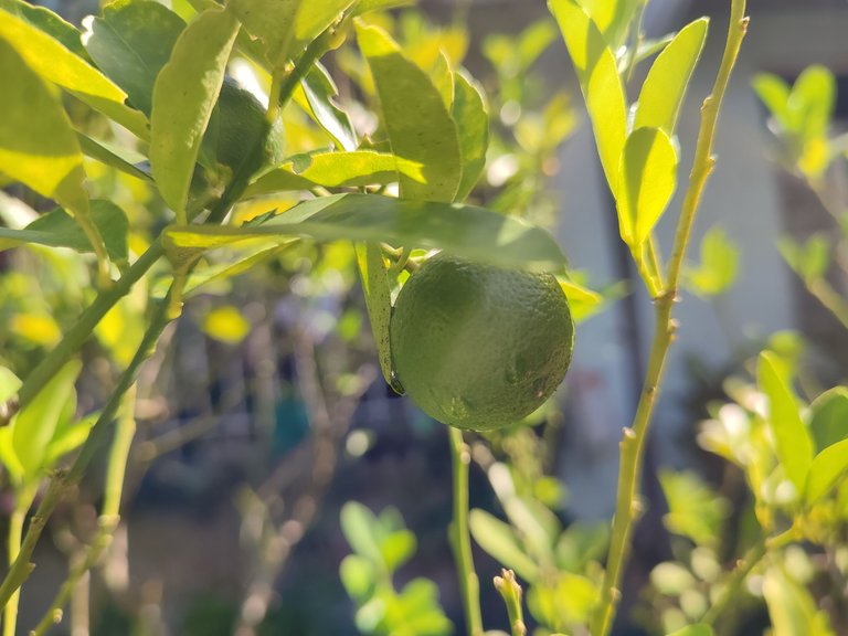 Calamansi Tree