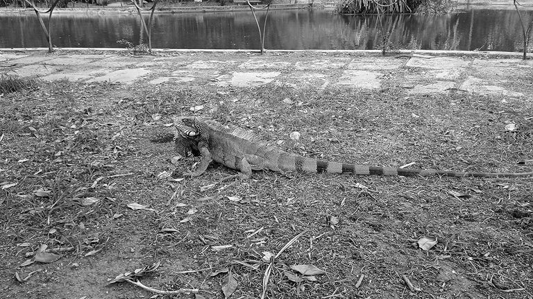 IMG_20240607_093148_1.jpg