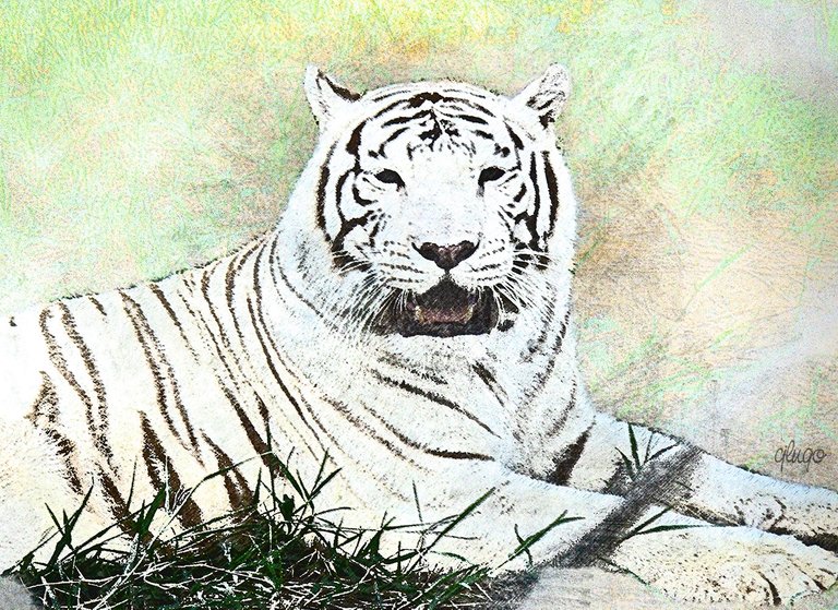 Tigre pintado.jpg