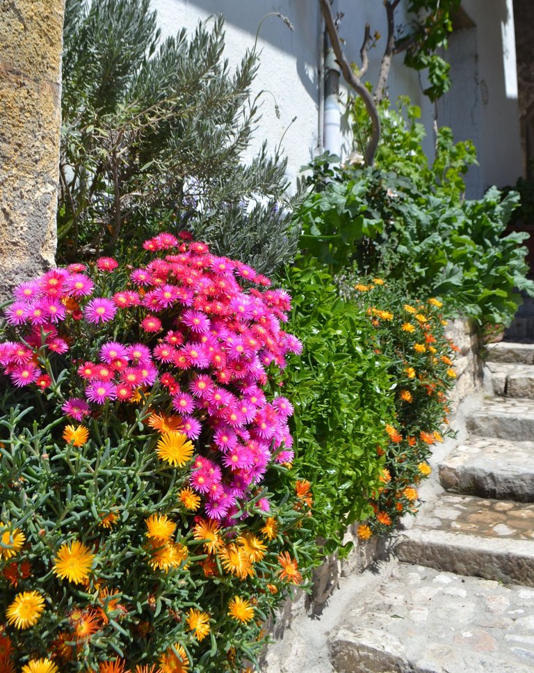 32 front of house on lower street - with street garden and lemon tree.JPG