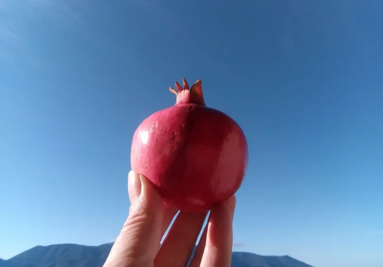 pomegranate.jpeg