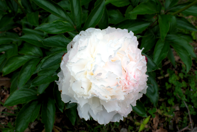 peony800x534.png