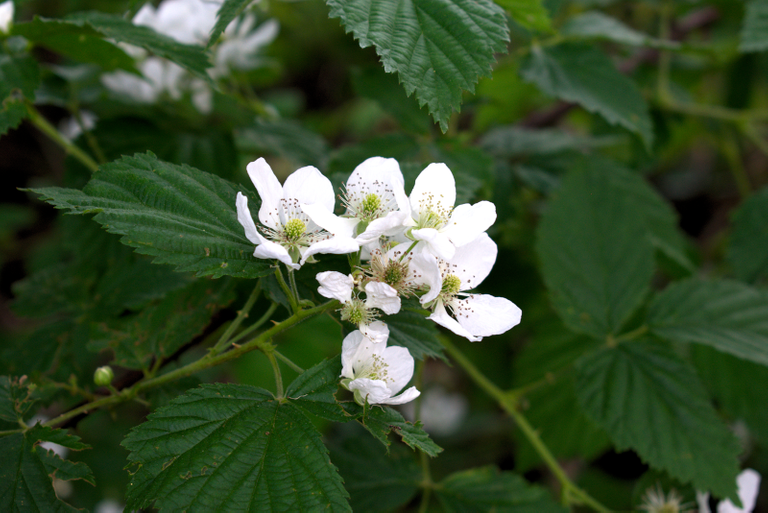 blackberryblossoms800x534.png