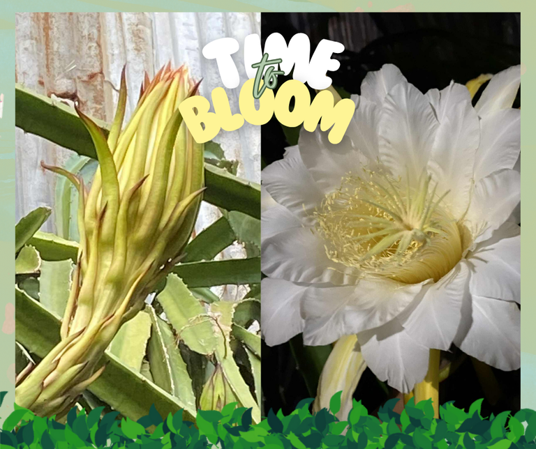 TIME TO BLOOM - The beautiful bloom of a dragon fruit flower