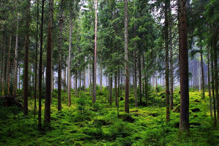 forest-6874717_1280.jpg